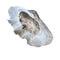 Large Clam Shell