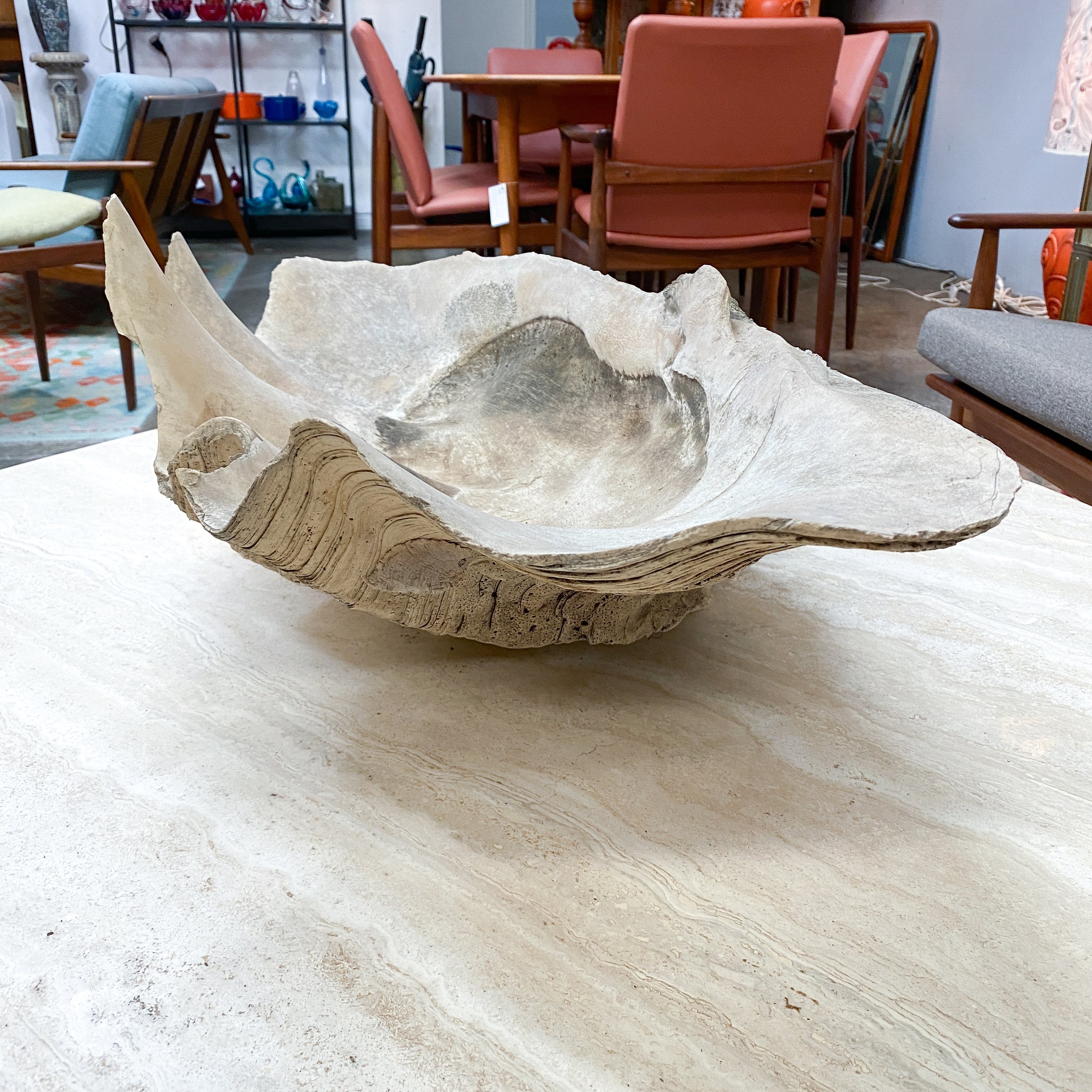 Vintage Large Natural Giant Clamshell 76cm Long– The Design Ark