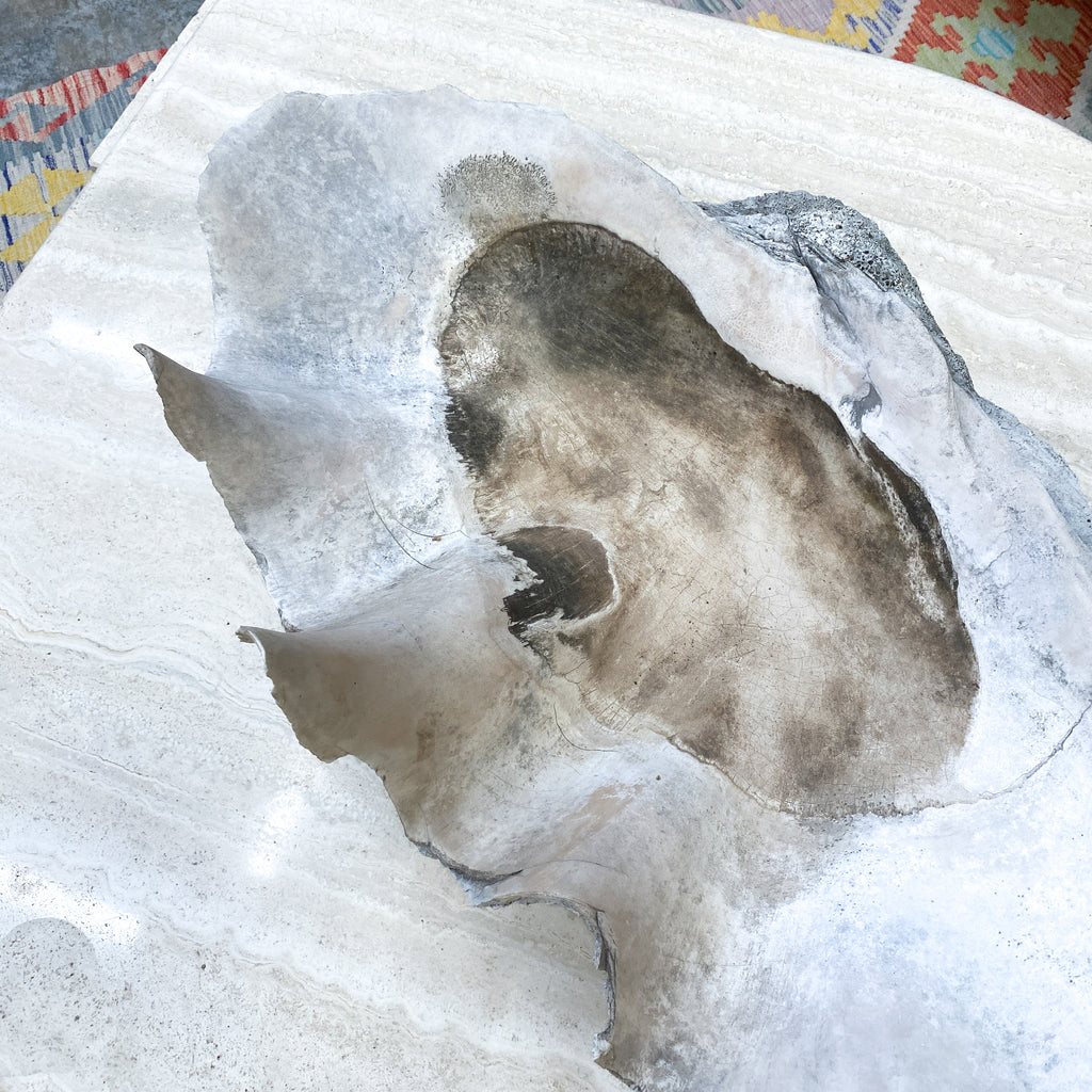 Large Clam Shell