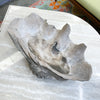 Large Clam Shell