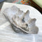 Large Clam Shell