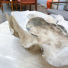 Large Clam Shell