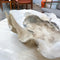 Large Clam Shell