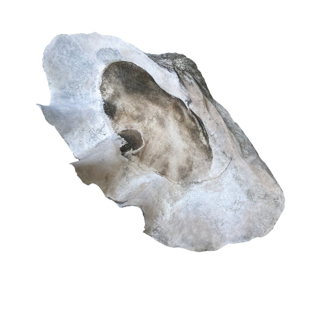 Large Clam Shell