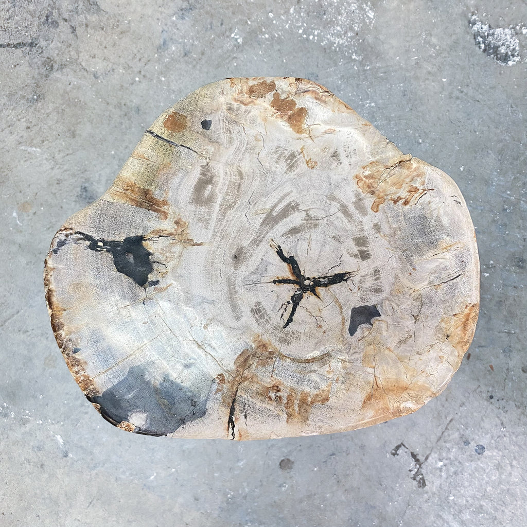 Petrified fossilised wood side table