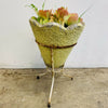 1950s Retro Concrete Planter With Metal Stand & Succulent
