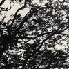 Black & White Tree Graphic By Marimekko