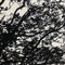 Black & White Tree Graphic By Marimekko