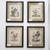 Moses Harris Hand Coloured Copper Engravings
