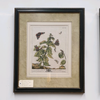 Moses Harris Hand Coloured Copper Engravings