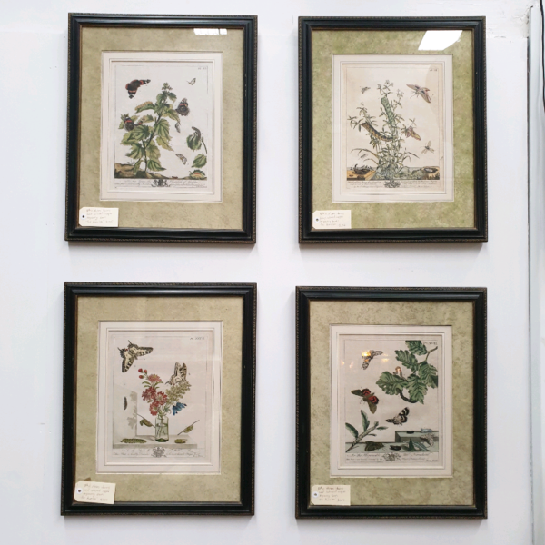 Moses Harris Hand Coloured Copper Engravings